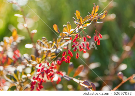 Barberry or Berberis vulgaris branch with berries on sunny day 62697082