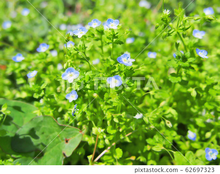 （草藥） 62697323