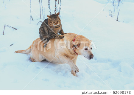Funny cat and dog are best friends. Cat riding the dog outdoors in snowy winter 62698178