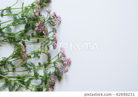 Pink wild flowers on grey. Flat lay. Pink wild flowers on grey. Flat lay. 62698231