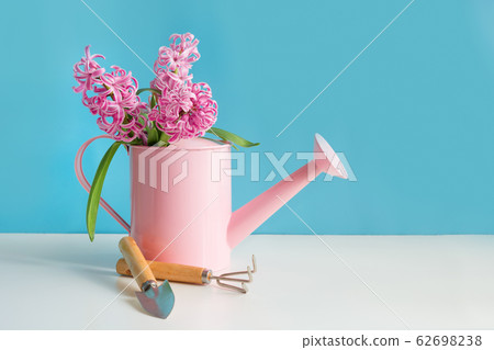Decorative watering can with pink hyacinths. Decorative watering can with pink hyacinths. 62698238