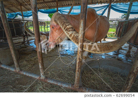 the old Albino buffalo. the old Albino buffalo. 62699054