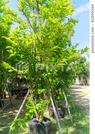 Flowering plants and ornamental plants for sale. Flowering plants and ornamental plants for sale. 62699164