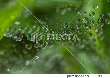 Dews drops on the spider web Dews drops on the spider web 62699166