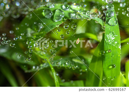 Dew drops under the grass Dew drops under the grass 62699167
