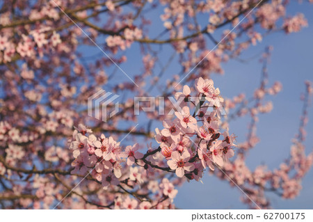 Tree branch with fresh pastel pink flowers in 62700175