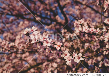 Beautiful branch with pink spring blossoms, close 62700176