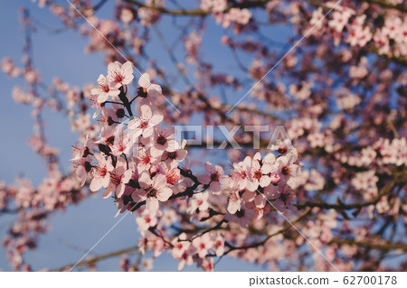 Plum trees with pink flowers in bloom in a sunny 62700178