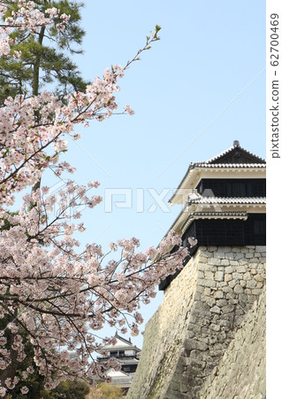 Matsuyama Castle in spring with cherry blossoms in full bloom Matsuyama Castle in spring with cherry blossoms in full bloom 62700469