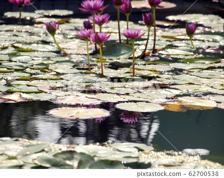 Beautiful lotus background 62700538