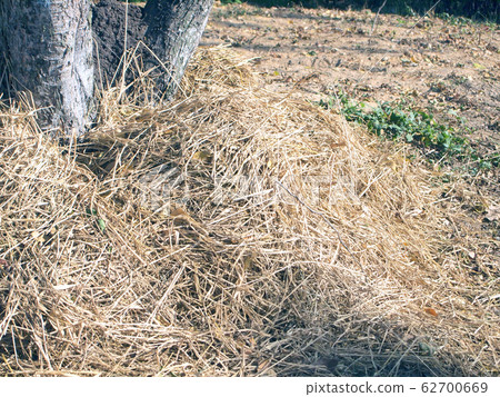 dry grass under the tree dry grass under the tree 62700669