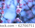 plum	 62700751