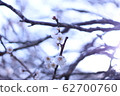 plum	 62700760