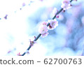 plum	 62700763