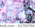 plum	 62700768