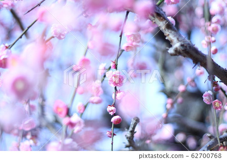 plum plum 62700768