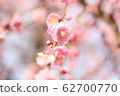 plum	 62700770