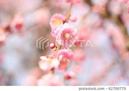 plum plum 62700770
