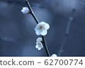 plum	 62700774