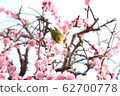 plum	 62700778