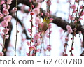 plum	 62700780