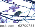 plum	 62700783