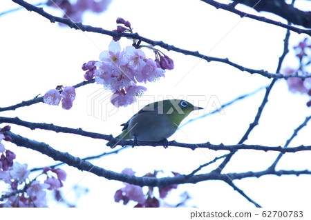 plum plum 62700783