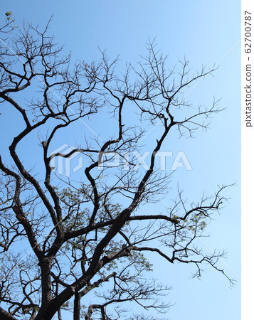 Silhouette tree 62700787