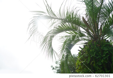 Palm trees against the sunny sky 62701301