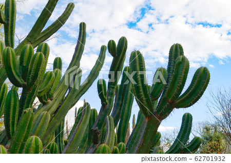 瓦哈卡州民族植物園-墨西哥 62701932