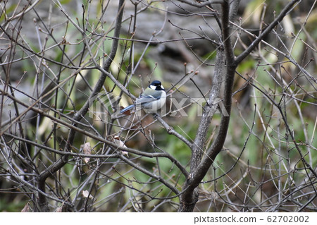 Wild bird Wild bird 62702002