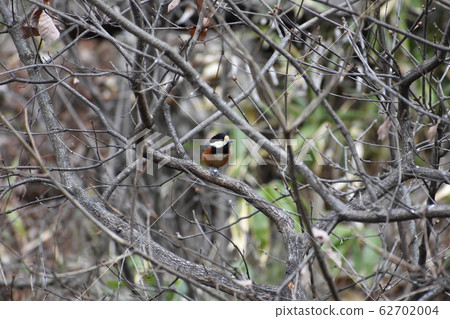 Wild bird Wild bird 62702004