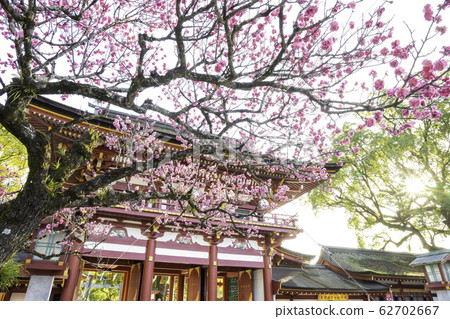Dazaifu Tenmangu Shrine Beautiful plum blossoms and tower gate 62702667