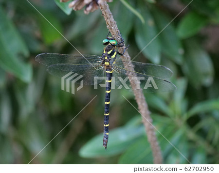 Onyangma 62702950