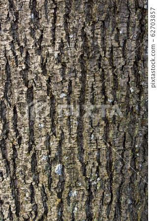 Rough texture of tree bark in natural light, vertical background Rough texture of tree bark in natural light, vertical background 62703857