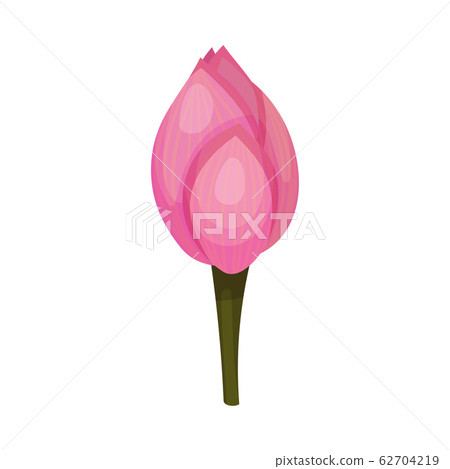 Closed Bud of Lotus Flower with Pink Petals Isolated on White Background Vector Illustration Closed Bud of Lotus Flower with Pink Petals Isolated on White Background Vector Illustration 62704219