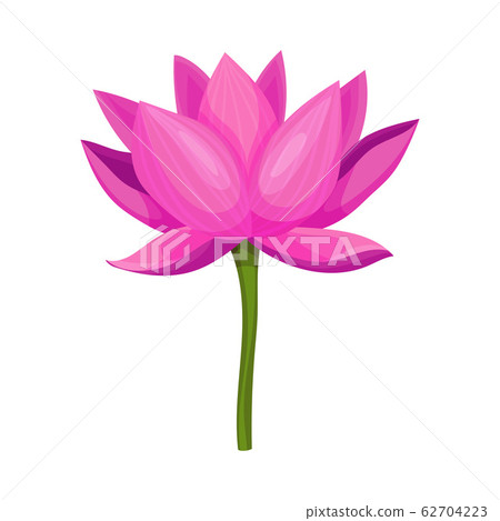Lotus Flower with Large Showy Petals Isolated on White Background Vector Illustration Lotus Flower with Large Showy Petals Isolated on White Background Vector Illustration 62704223