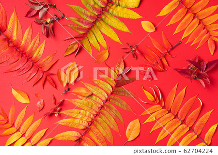 Creative layout of colorful autumn leaves over red background. Top view. Flat lay. Autumn concept. Season pattern 62704224