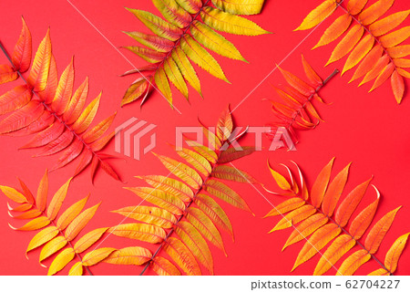 Creative layout of colorful autumn leaves over red background. Top view. Flat lay. Autumn concept. Season pattern 62704227