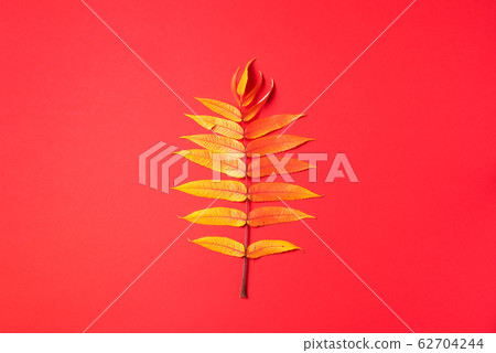 Red and orange autumn tree leaves over red background. Top view. Copy space. Branch of Staghorn Sumac tree with multicolored leaves 62704244