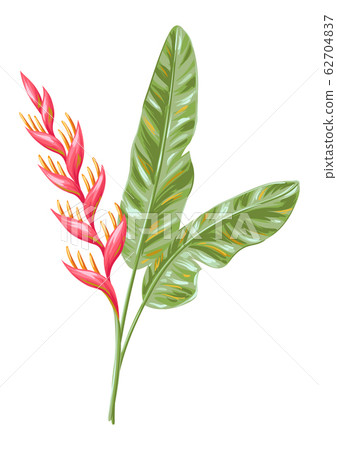 Illustration of tropical heliconia flower. Illustration of tropical heliconia flower. 62704837
