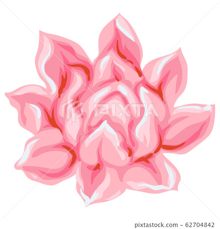 Illustration of tropical etlingera flower. 62704842
