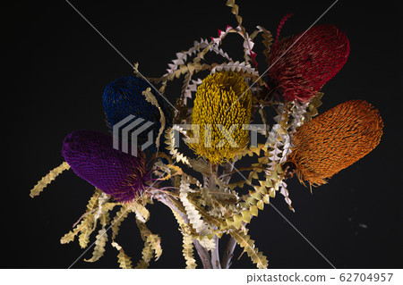 Banksia, Flower, Flower Flower, Bouquet, Dry Banksia, Flower, Flower Flower, Bouquet, Dry 62704957