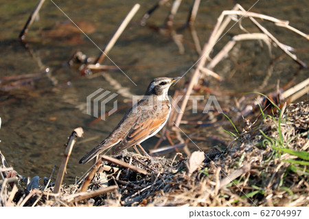 Thrush perching on the riverbank Thrush perching on the riverbank 62704997