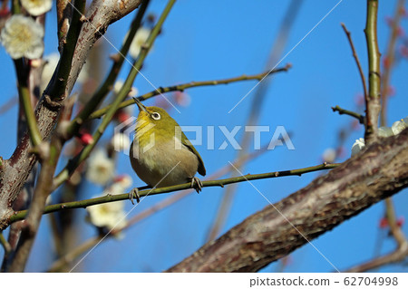 White-eye on a plum blossom 62704998
