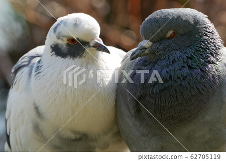 Lovely pigeons Lovely pigeons 62705119