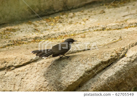 Copsychus saularis on ground Copsychus saularis on ground 62705549