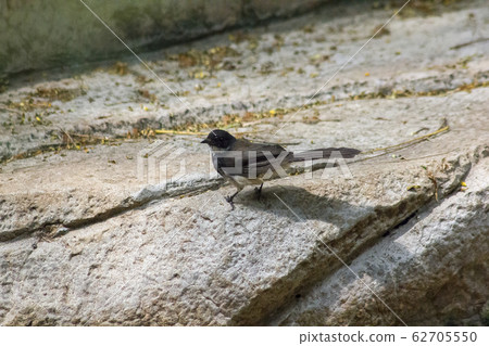Copsychus saularis on ground Copsychus saularis on ground 62705550