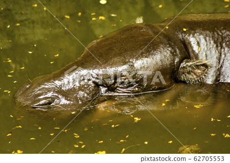 Pygmy Hippopotamus is in the water. 62705553