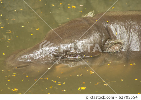 Pygmy Hippopotamus is in the water. Pygmy Hippopotamus is in the water. 62705554